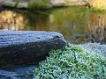 sm-2008-0106_0915_Frost_ in_Rockery_2,3_C